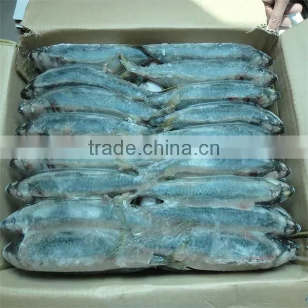 frozen best sea skins fish