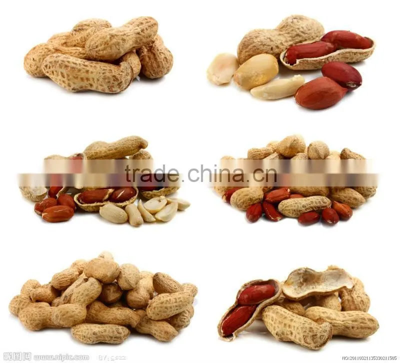 Chinese Peanut in shell 9/11 11/13 13/15//peanuts in shell from china