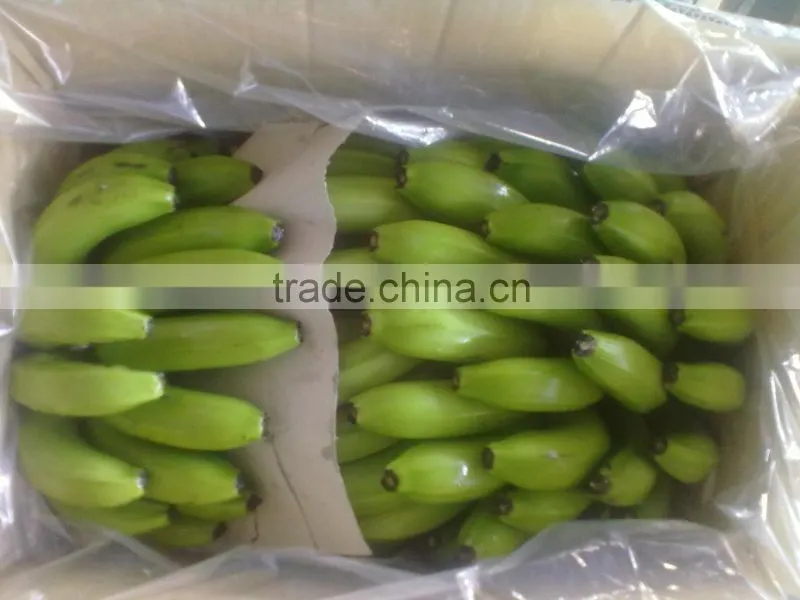 FRESH CAVENDISH BANANA IN VIETNAM