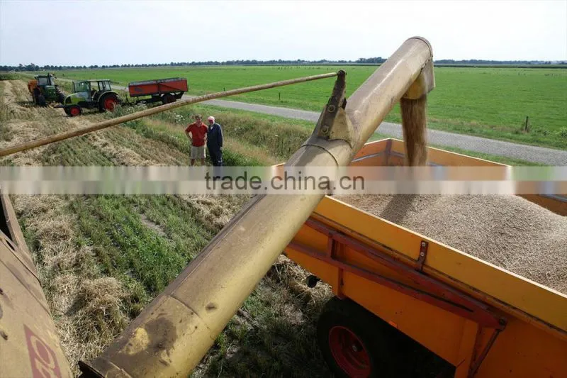 hot beer barley in summer,origin Australia
