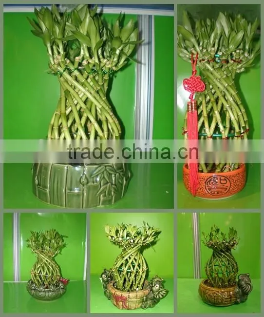 vase shape lucky bamboo air bonsai tree dracaena sanderiana indoor ornamental aquatic water plants nursery garden decoration