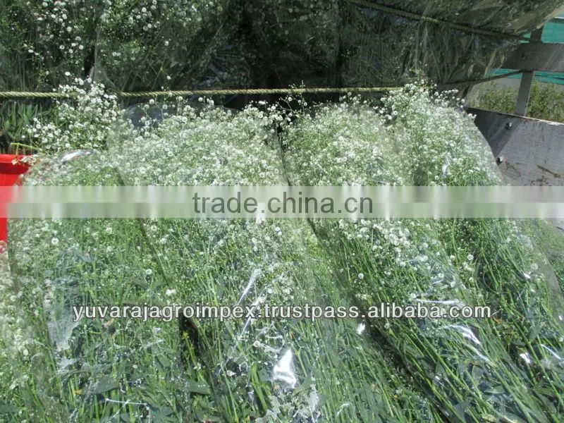 Fresh Cut Gypsophila