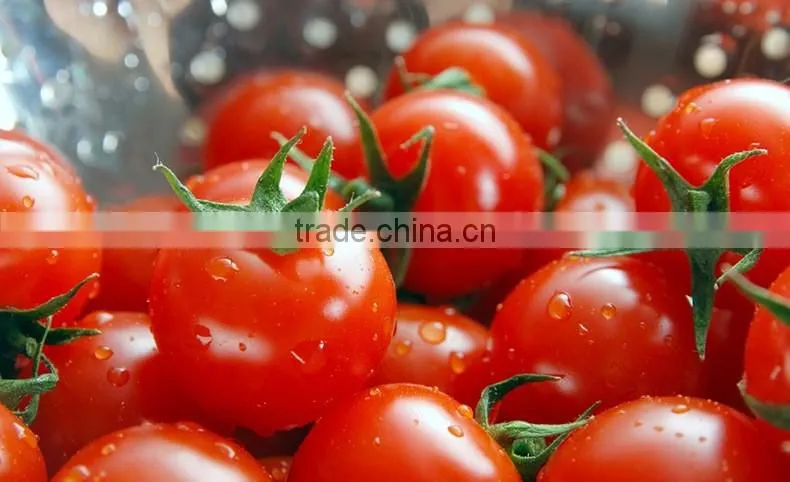 70g Good taste canned tomato paste