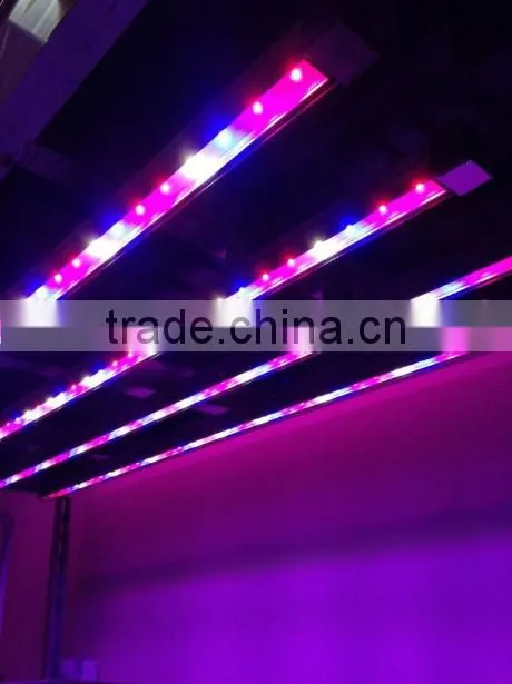 Bridgelux IP65 36W LED grow bar light for portable hydroponic garden