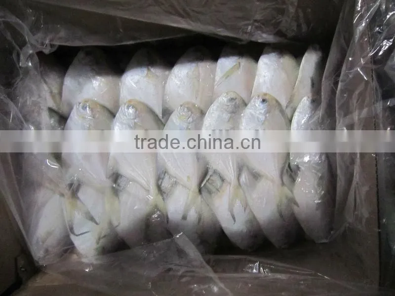 silver pomfret
