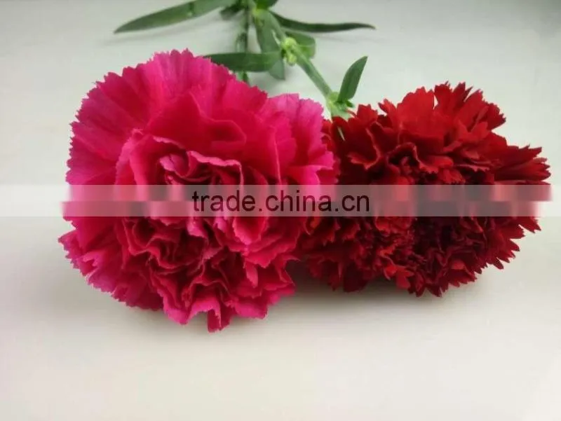 Decorative Flowers Carnation Cut Flower For Wedding Decoration From Yunnan,China