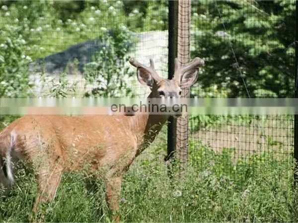 High quality and lowest price deer fence