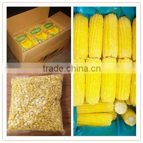 Canned and IQF frozen sweet corn