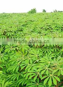 Tapioca chips Vietnam, dried cassava slice with best price and quailty commitment