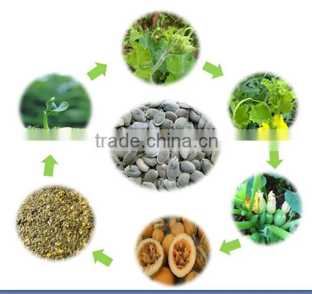 New Crop High Quality Wholesale Pumpkin Seeds /Dark Green Pumpkin Seeds