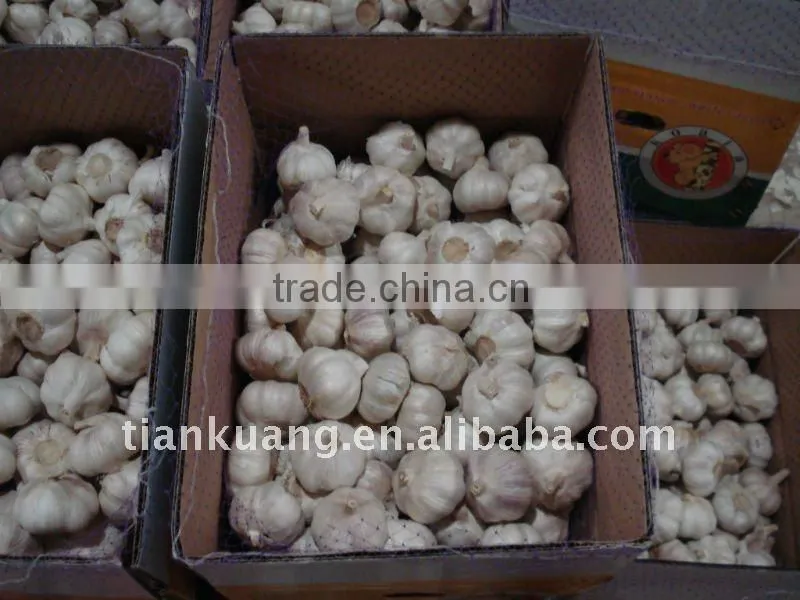 china cheap garlic