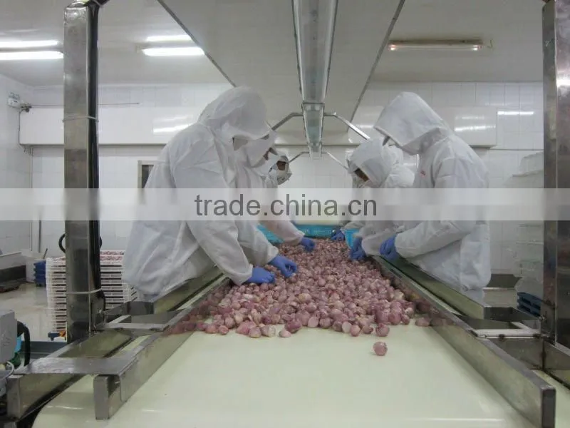 Fresh Onion Export to Dubai