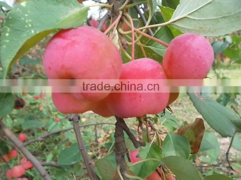 Malus prunifolia tree seedling