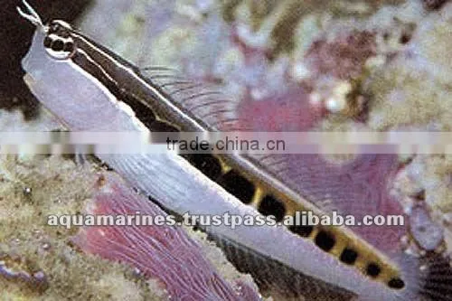 Sri Lanka Tropical Fish Aquarium Fish Ornamental Fish