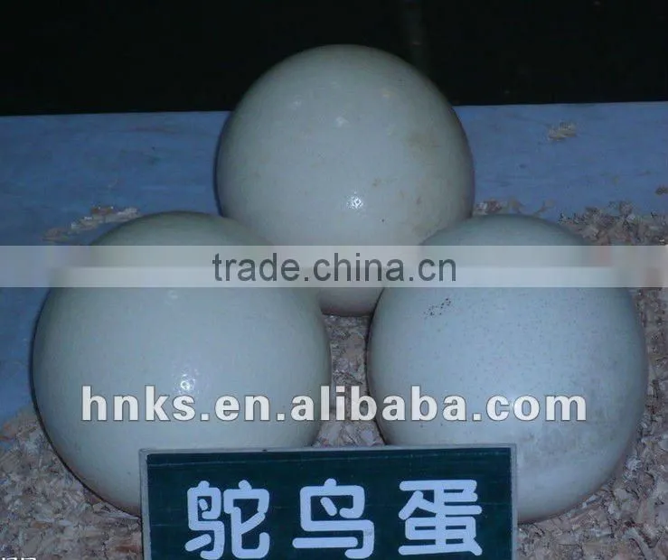 ostrich egg hatching machine egg hatching machine for sale
