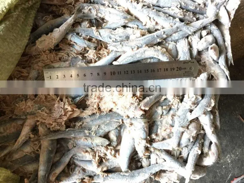 Fresh frozen small anchovy