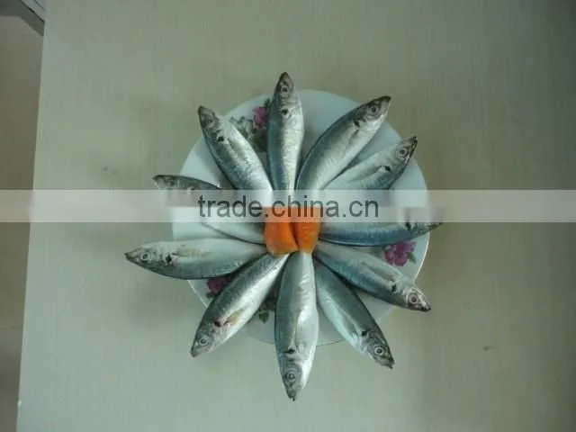 frozen mackerel whole round
