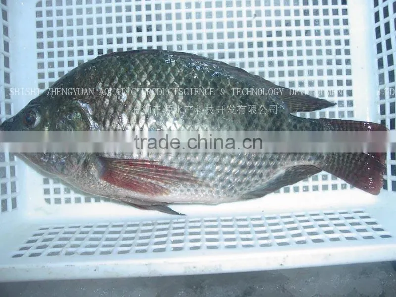 high quality whole round tilapia
