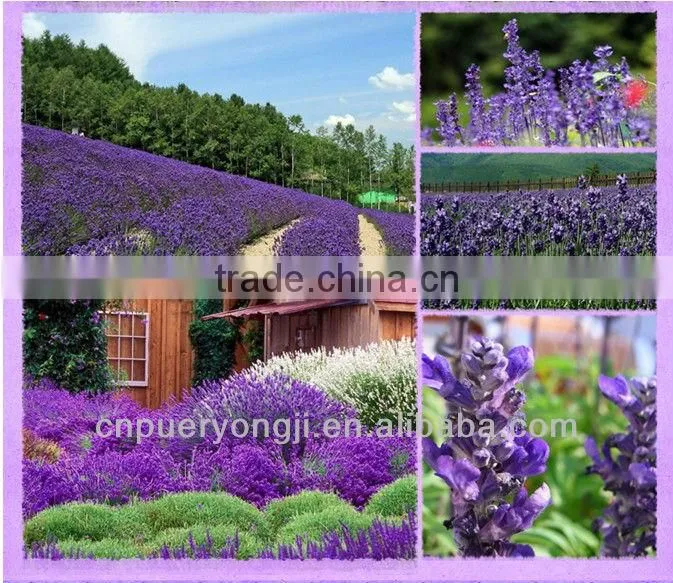100% Pure Lavender Essential Oil Natural Aromatherapy Essential Oils