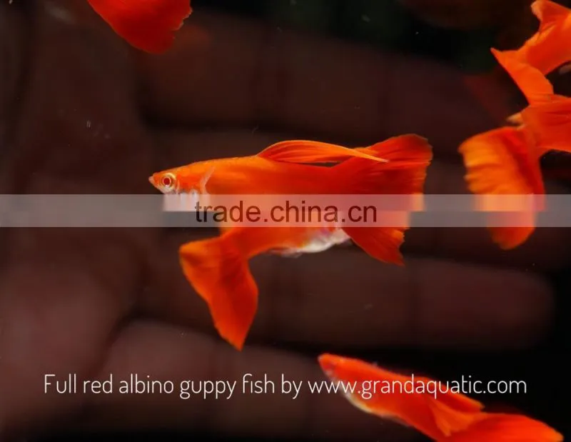 Full red albino guppy for Freshwater Aquarium fish export company from Thailand