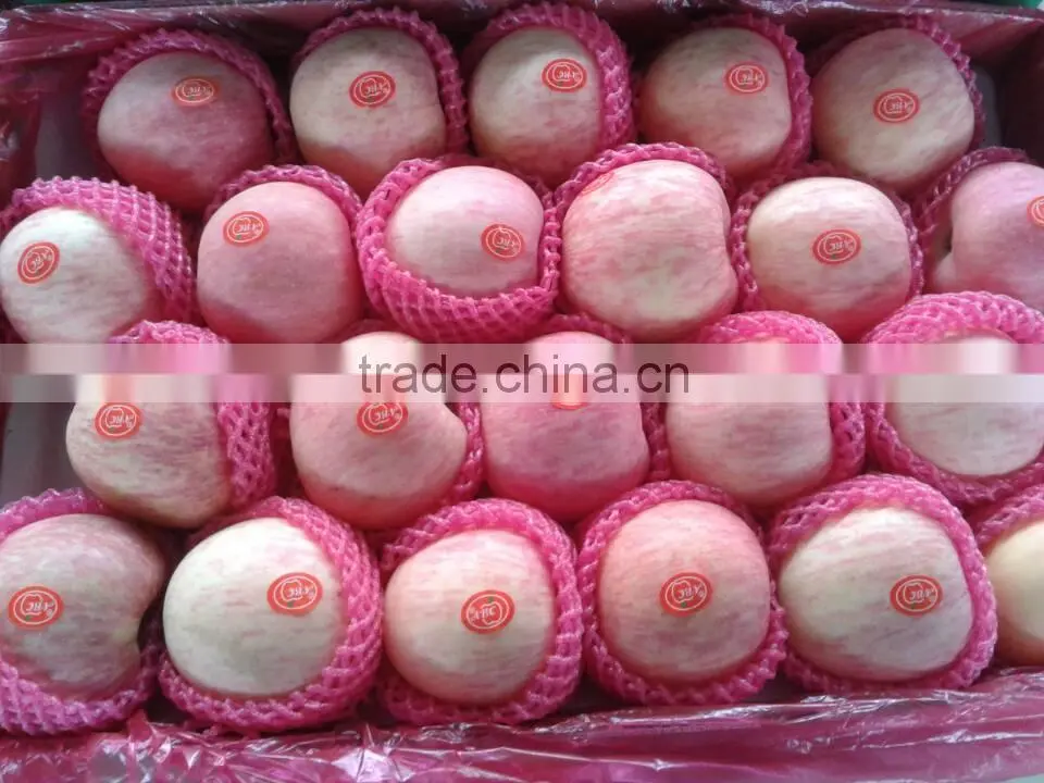 Chinese fresh Yantai Fuji apple fruit supplier