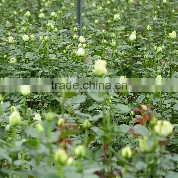 Fashionable top sell short stem hydrangea
