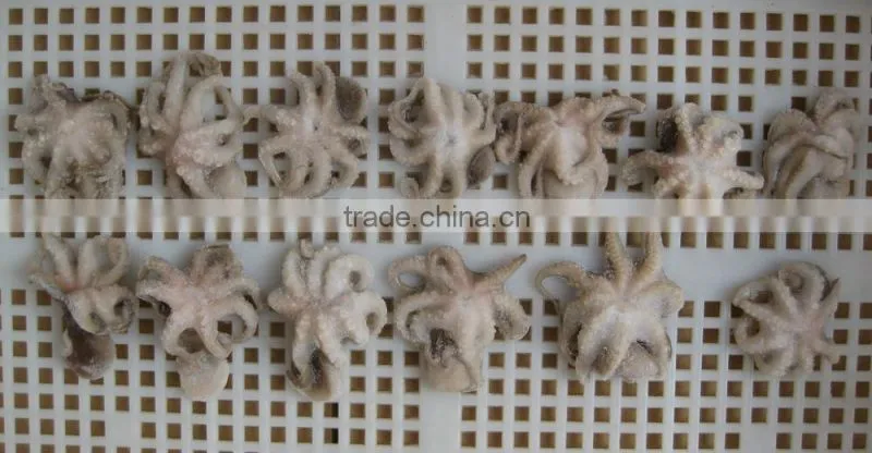 Frozen baby octopus whole