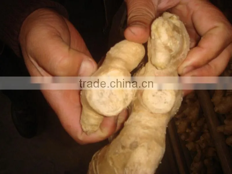 new crop fresh ginger for sale