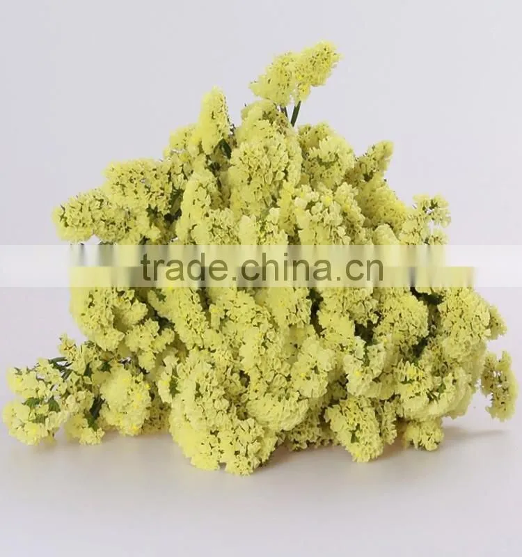 bulk supply decorative flower fresh cut green color forget me not flowers