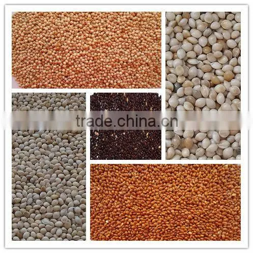 high quality white broomcorn millet (glutinous broom corn/proso millet)