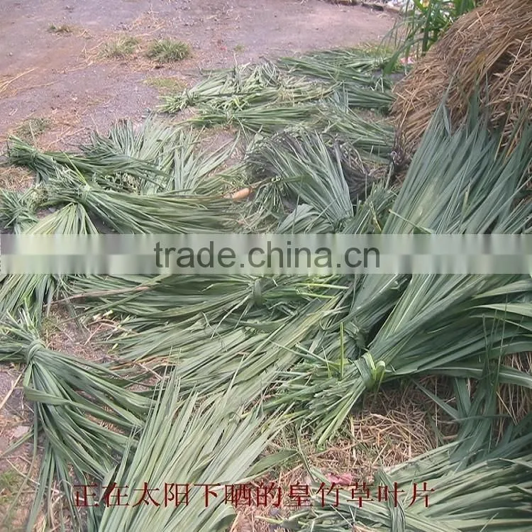 Fodder grass seeds Pennisetum hydridum grass seeds for growing-Hot sale