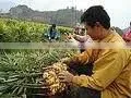VIETNAM FRESH GINGER HIGH QUANLITY