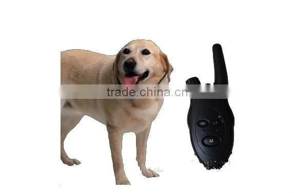 dog training agility