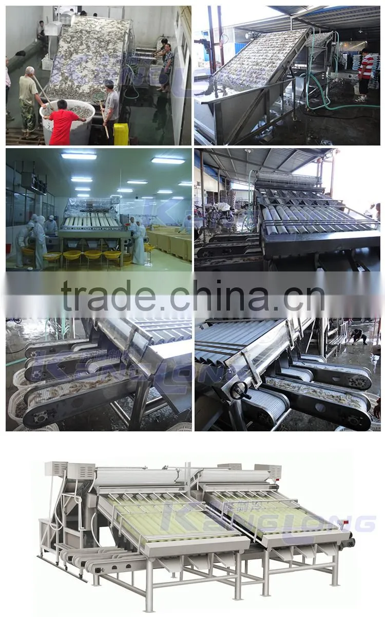 shrimp processing line machine