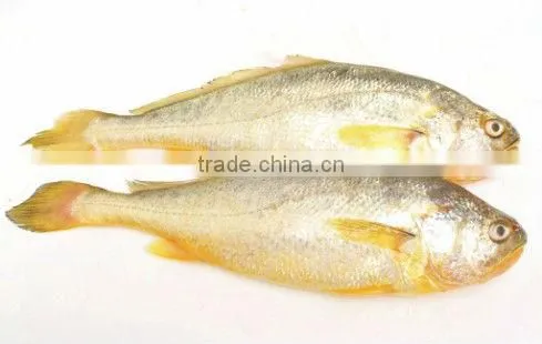 Fish Seafood Contact Plate freezer Shrimp Freezing Equipment