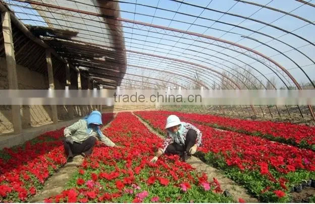 Winter garden flower greenhouse tunnel film