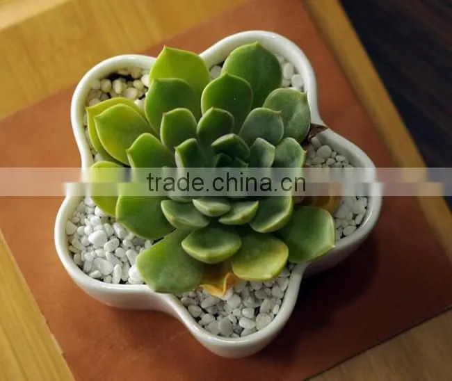 Indoor small white ceramic flower shape flower pot for succulents