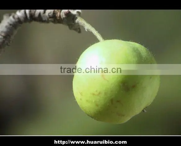 Natural Apple Extract Polyphenols 50%