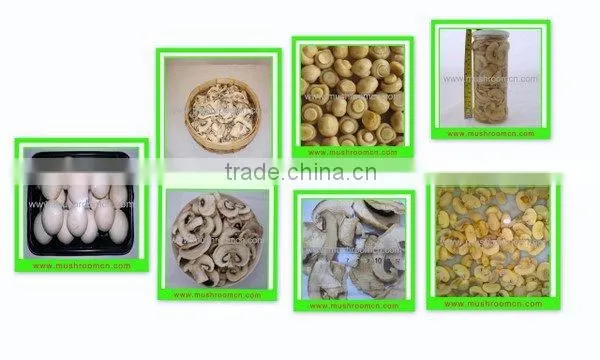 Canned Agaricus Bisporus button mushroom