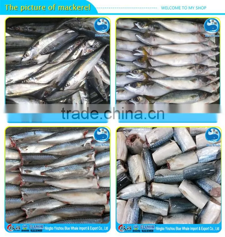 frozen seafood Frozen Pacific mackerel for sale mackerel seafood