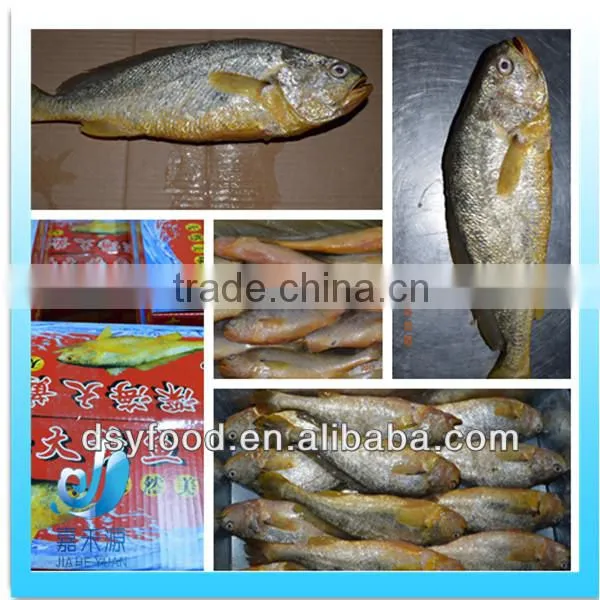 Frozen yellow croaker fish