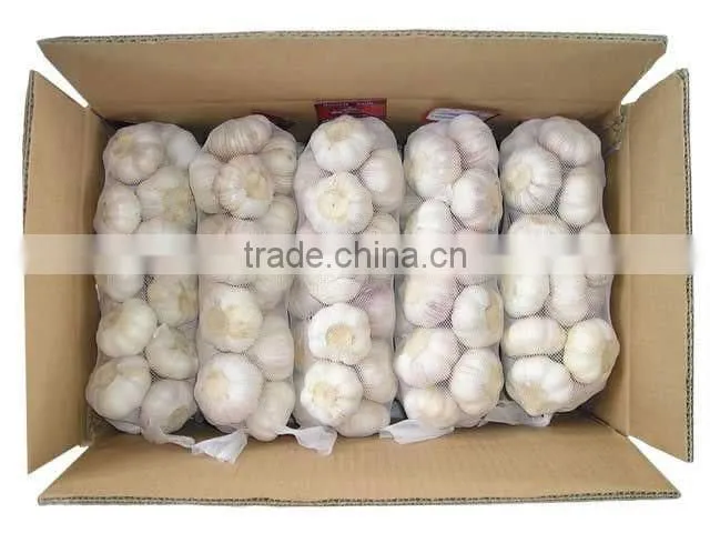 Fresh Garlic