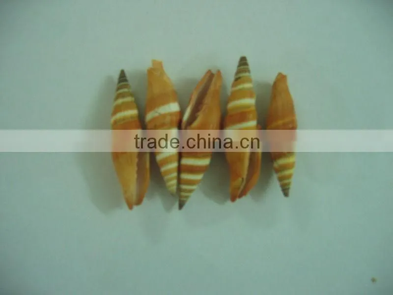 Seashell - Premium product - High quality