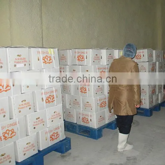 new crop China fresh ginger from fty