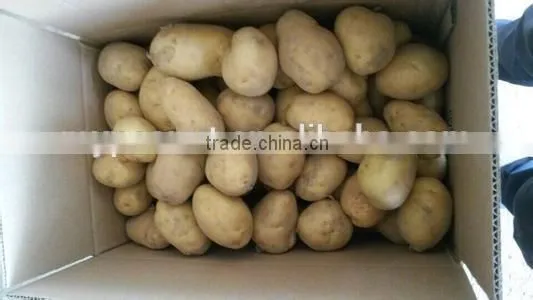 New crop potato wholesale price with high quality