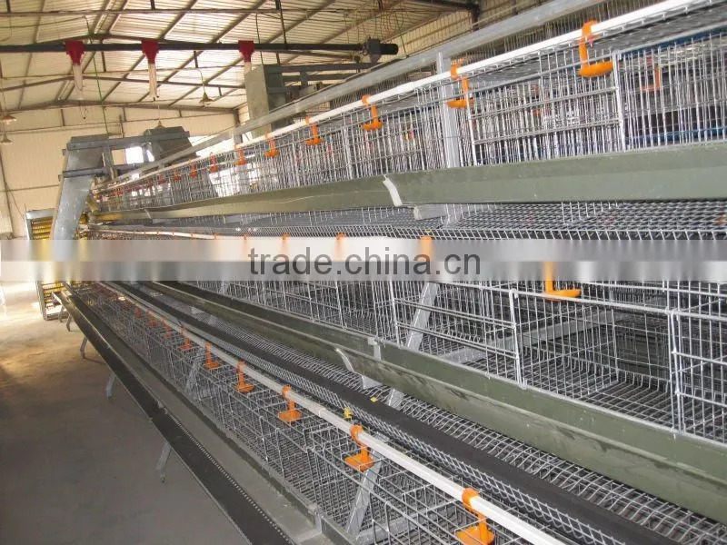 Ladder Type Automatic pullet Chicken Brooding Cage For Sales For Nigeria Farm