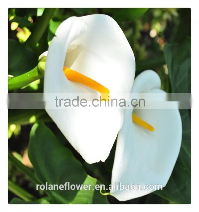 2016 lastest arriving high quality calla lily flower to export