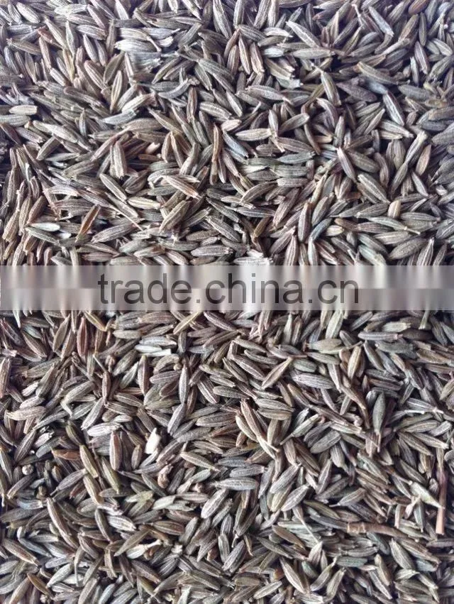 Fennel seed with good quality from CHINA for sale