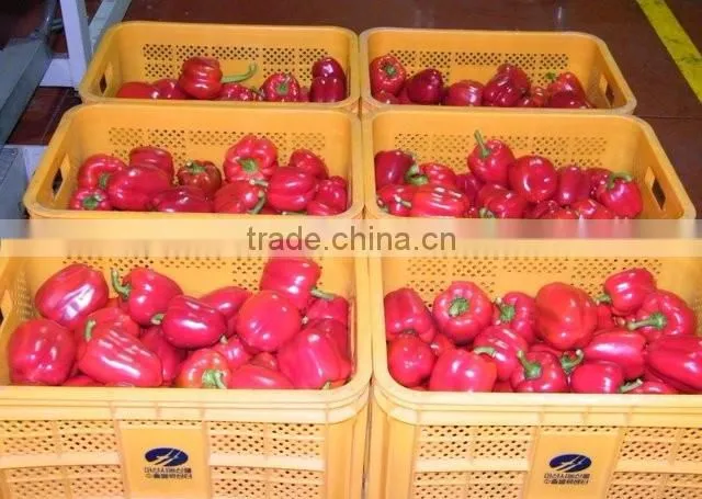 Capsicum