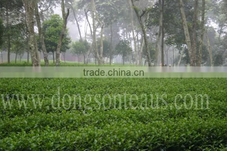 Viet Nam high quality Black tea
